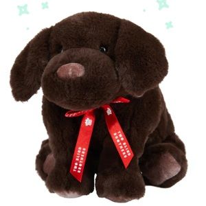 Two blind brothers dog